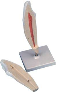 2 Part Lower Canine Anatomy Model-2-01DA3BS