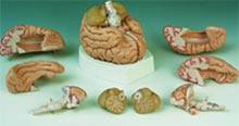 8 Part Medical Divided Brain-71CA3BS