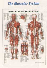 Anatomical Charts-002ANAMM