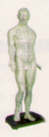 Human Acupuncture Model Male-LM221AHLMM