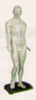 Human Acupuncture Model Male 18 in.