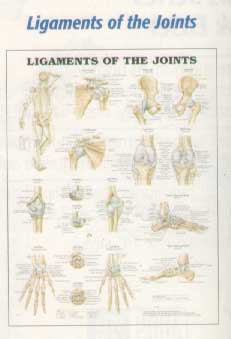 Anatomical Charts-280ANAMM