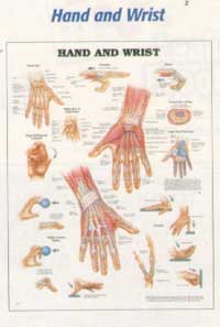 Anatomical Charts-202ANAMM