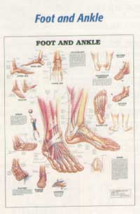 Anatomical Charts-402ANAMM