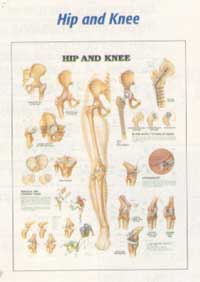 Anatomical Charts-502ANAMM