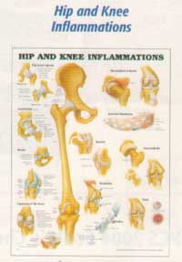 Anatomical Charts-602ANAMM