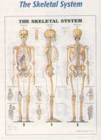 Anatomical Charts-802ANAMM