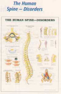 Anatomical Charts-212ANAMM