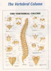 Anatomical Charts-312ANAMM