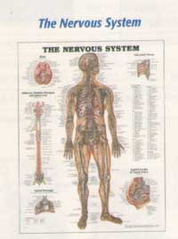Anatomical Charts-422ANAMM
