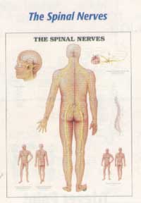 Anatomical Charts-622ANAMM