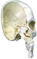 Bonelike Half Skull Model