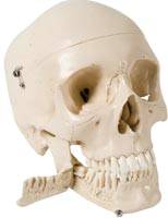 Anatomical Skulls Model