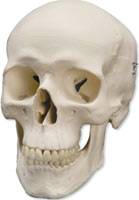 Skull Model