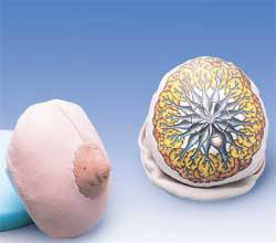 Cloth Breast Model