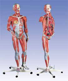 Female Muscle Model