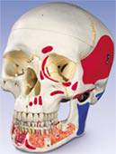 Painted Classic Skull Open Jaw