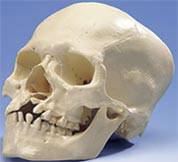 Skull Cleft Jaw  Plate