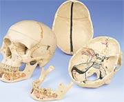Anatomical Skull Model