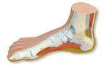 Manikin Human Foot Model