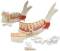 Lower Jaw Anatomy Model