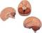 Brain Anatomy Model