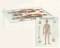 3-D Anatomical Charts
