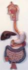 3 Part Digestive System Anatomical Model