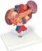 3 Part Upper Abdomen Kidney Anatomy Model
