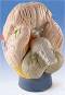 4 Part Giant Functional-Center Anatomy Brain