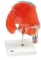 Anatomical Hip Joint w/ Removable Muscles Model