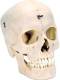 Bonelike Human Skull