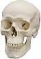 Classic Three Part Skull