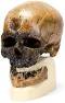 Cro-Magnon Anthropological Skull