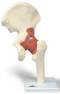 Deluxe Anatomical Functional Hip Joint Model