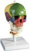 Didactic 4 Part Skull on Cervical Spine