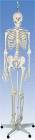 Flexible Physiological Anatomical Skeleton Model