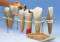 Giant 7 Piece Dental Morphology Anatomy Series