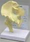 Hip Joint Model