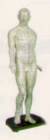 Human Acupuncture Model Male 20 in.