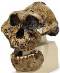 KNM-ER 406 Anthropological Skull