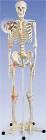 Ligament Skeleton Model with Pelvic Roller Stand