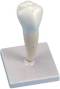Lower Single Root Pre-Molar Anatomical Model