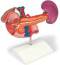 Upper Abdomen Rear Organs Anatomy Model