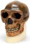 Sinanthropus Anthropological skull