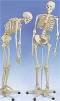 The Flexible Skeleton with 5 feet Roller Stand