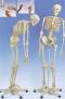The Flexible Skeleton with Elastic Hand and Foot