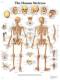 The Human Skeleton Chart