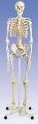 The Standard Human Skeleton with Pelvic Mounted Roller Stand
