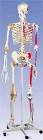 The Super Skeleton with Hanging Roller Stand